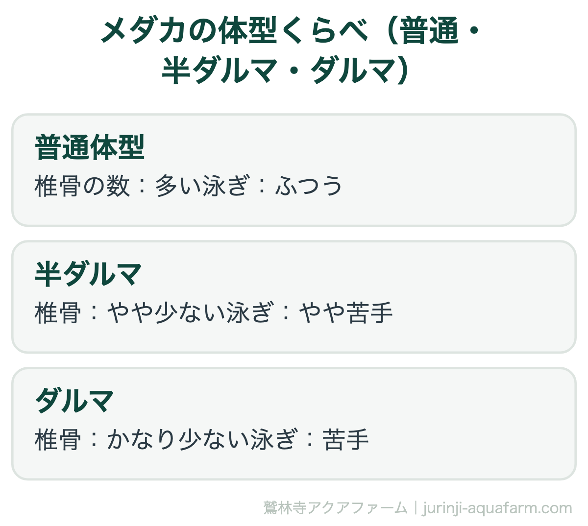 メダカの体型くらべ(普通・半ダルマ・ダルマ)。ダルマメダカは背骨(椎骨)の成長が途中で止まり、胴が縮んだ体型。縮むほど泳ぎや消化が苦手になり、飼育の難易度も上がります