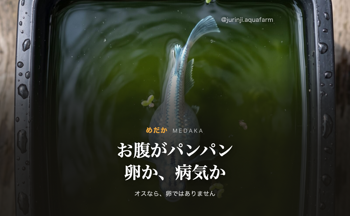 黒い容器を真上から見たメダカ。エラの後ろから腹が左右に大きく張り出している。メダカのお腹が大きい記事のアイキャッチ