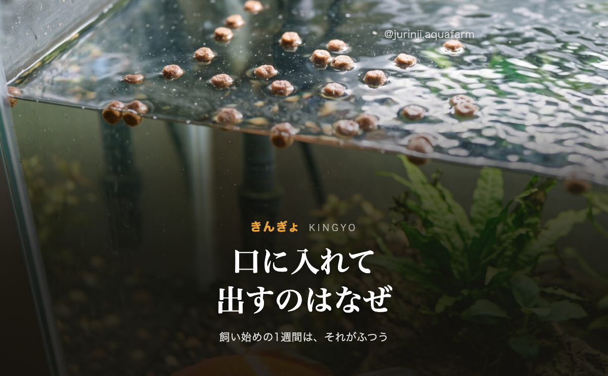 水面に餌の粒が浮いたまま残り、金魚は下のほうにいる。金魚が餌を吐き出す記事のアイキャッチ