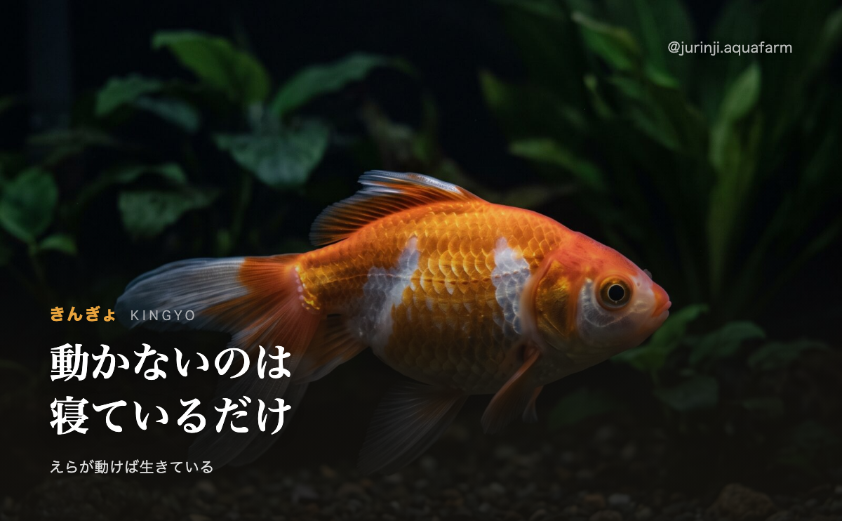 底近くで静止している金魚。寝ているか死んでいるかの見分け方