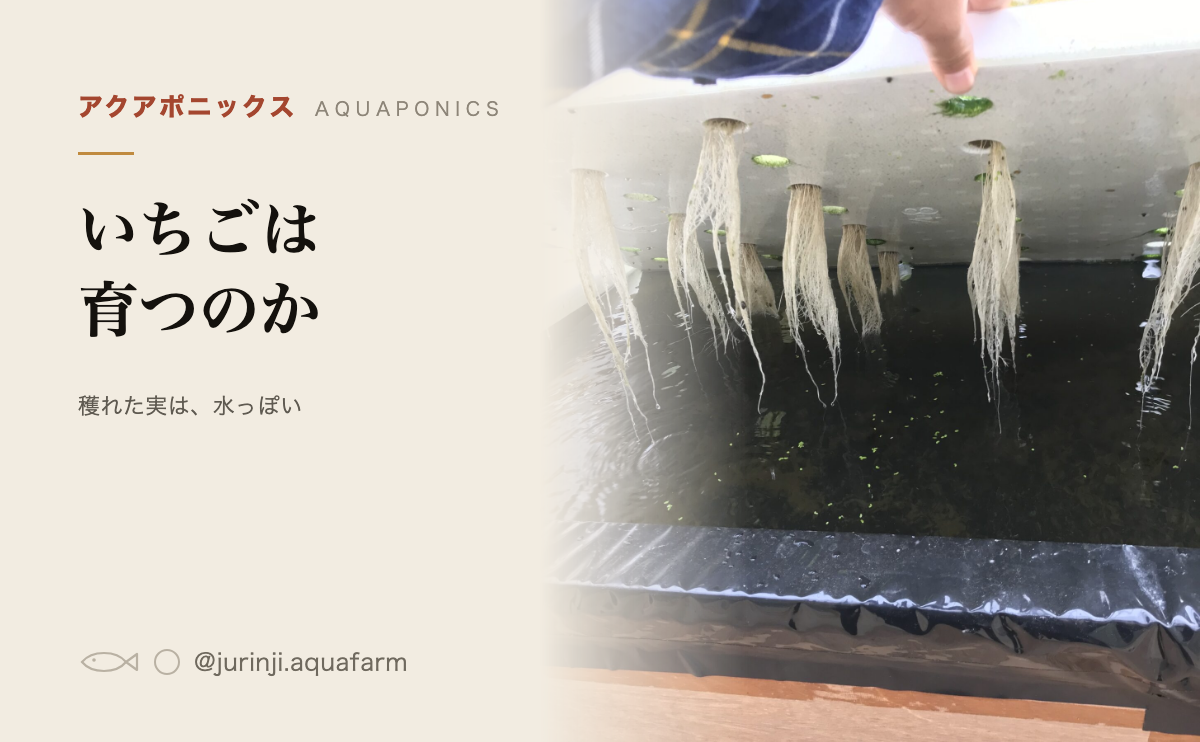 アクアポニックスでいちごは育つのかのアイキャッチ。穫れた実は水っぽく、それでもおいしい