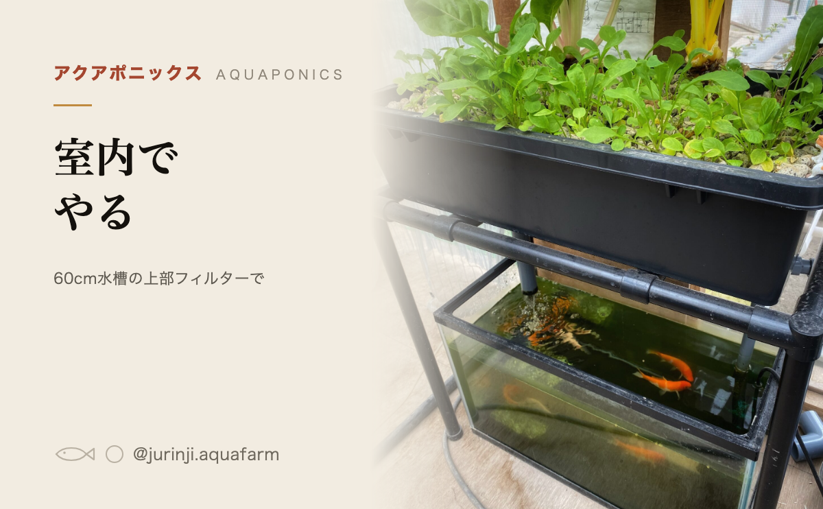 アクアポニックスを室内でやるのアイキャッチ。60cm水槽の上部フィルターで作り、足りなくなるのは光