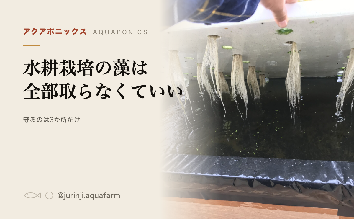 水耕栽培の藻は全部取らなくていいのアイキャッチ。守るのはポンプの吸込口と水が落ちる穴と使っていない植え穴の3か所