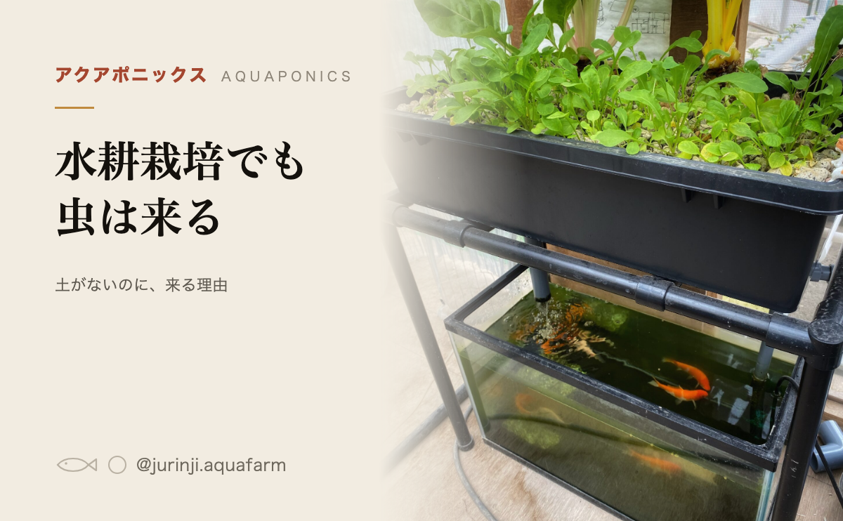 水耕栽培でも虫は来るのアイキャッチ。土がないことで減るのは土に住む虫だけ