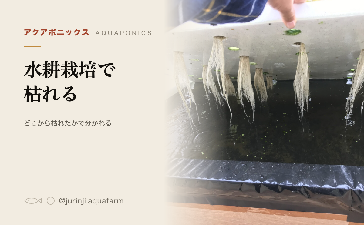 水耕栽培で枯れる原因の見分け方。どこから枯れたかで原因が分かれる