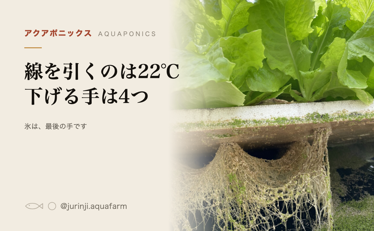 栽培パネルの上に育つ葉物と、パネルの下に垂れ下がった根。水耕栽培の夏の水温の記事のアイキャッチ