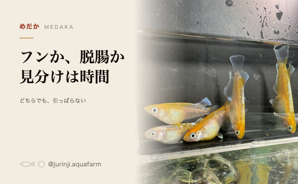 観察ケースの中を横から見た黄色いメダカ。メダカの脱腸とフンの見分け方の記事のアイキャッチ