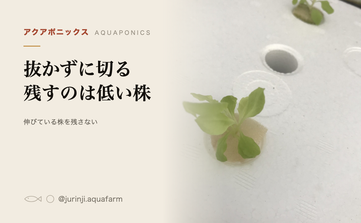 白い栽培パネルの穴にスポンジごと植えられたレタスの若い苗。水耕栽培の間引きの記事のアイキャッチ