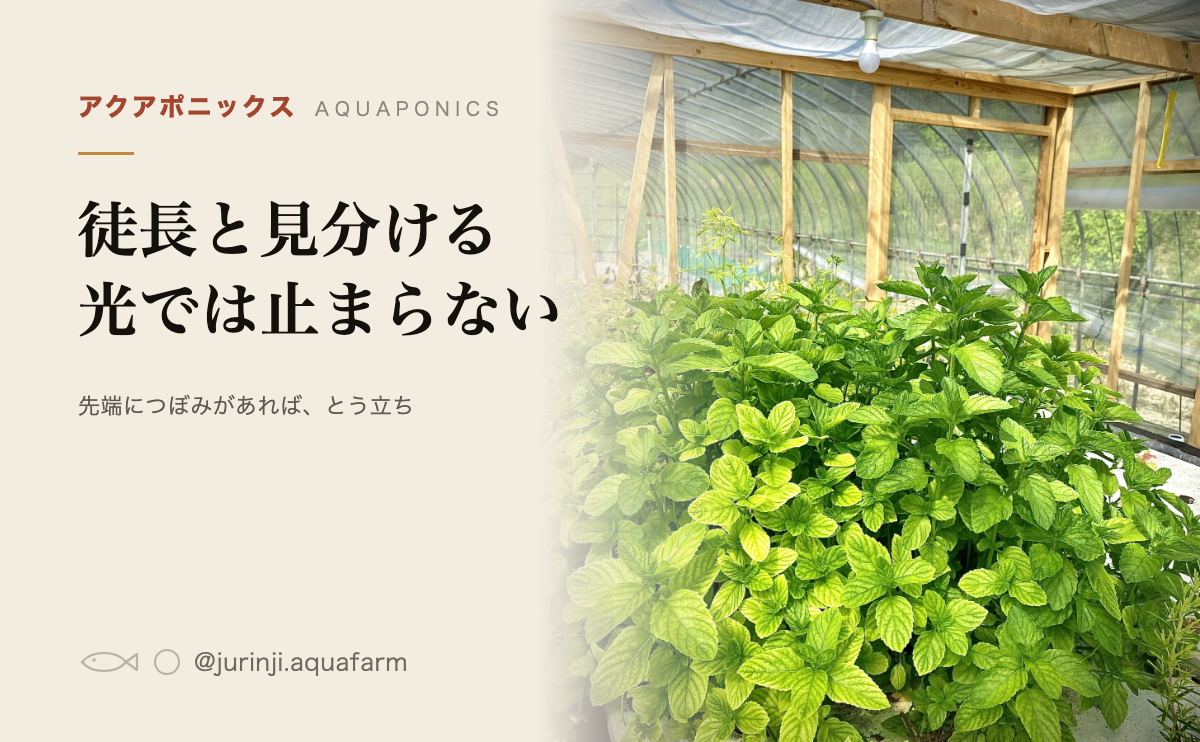 栽培槽いっぱいに茂ったバジル。水耕栽培のとう立ちと徒長の見分け方の記事のアイキャッチ
