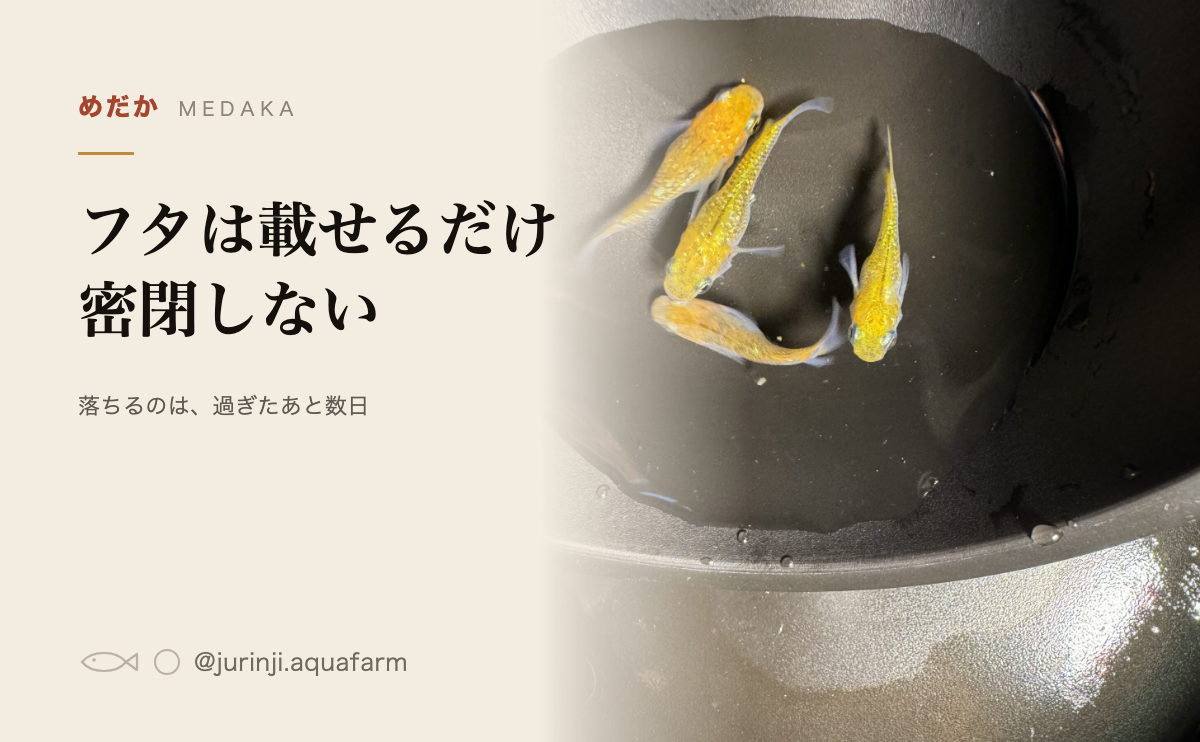 黒い容器の中を泳ぐ黄色いメダカを上から見たところ。メダカの台風対策の記事のアイキャッチ