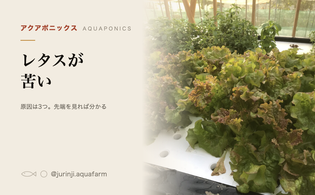 ハウスの栽培槽いっぱいに育ったリーフレタス