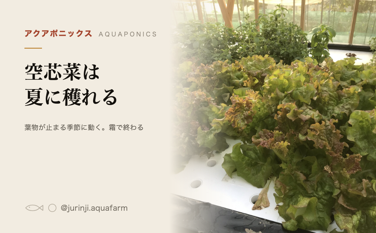 ハウスの中の栽培槽で育つリーフレタス