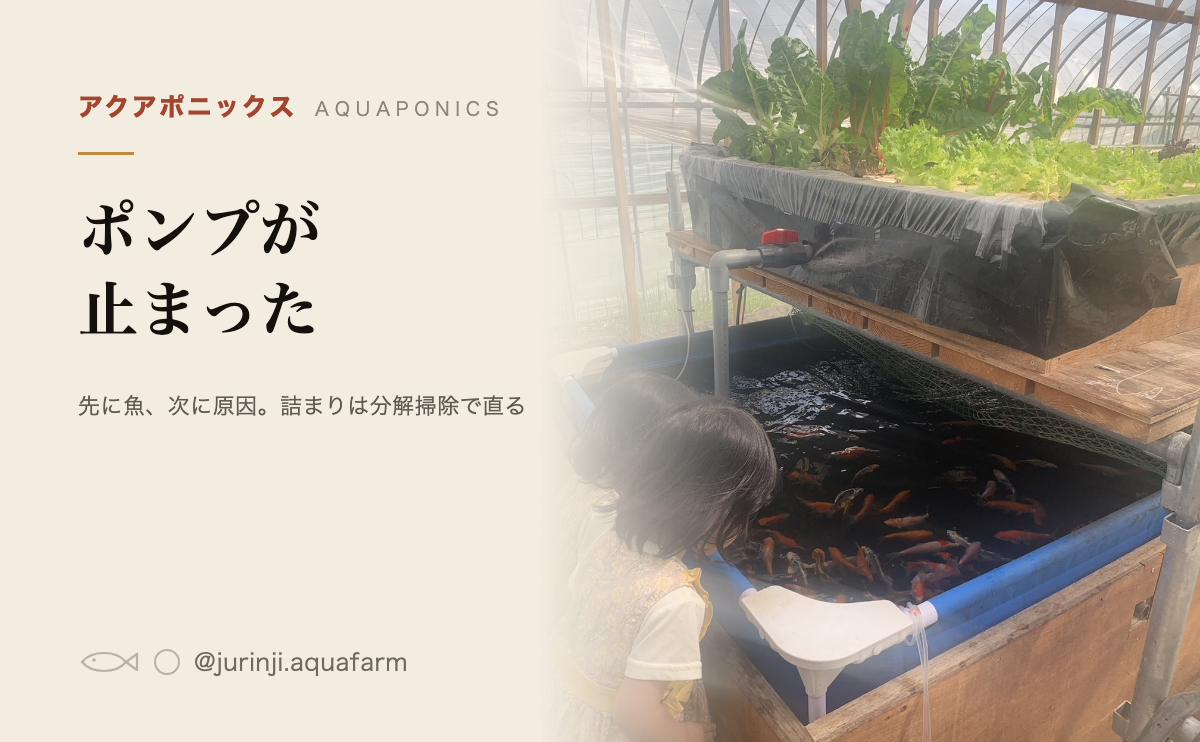黒い魚の水槽と、栽培槽へつながる配管