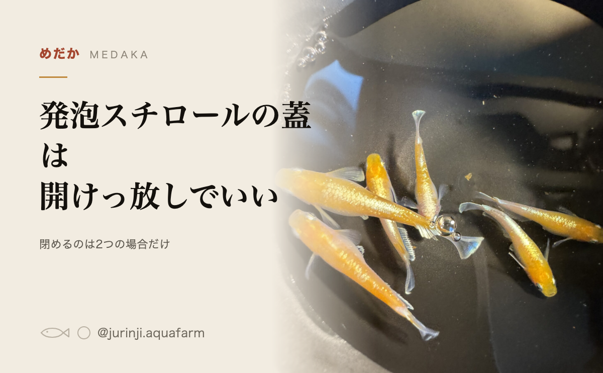黒い容器を上から見たメダカ数匹
