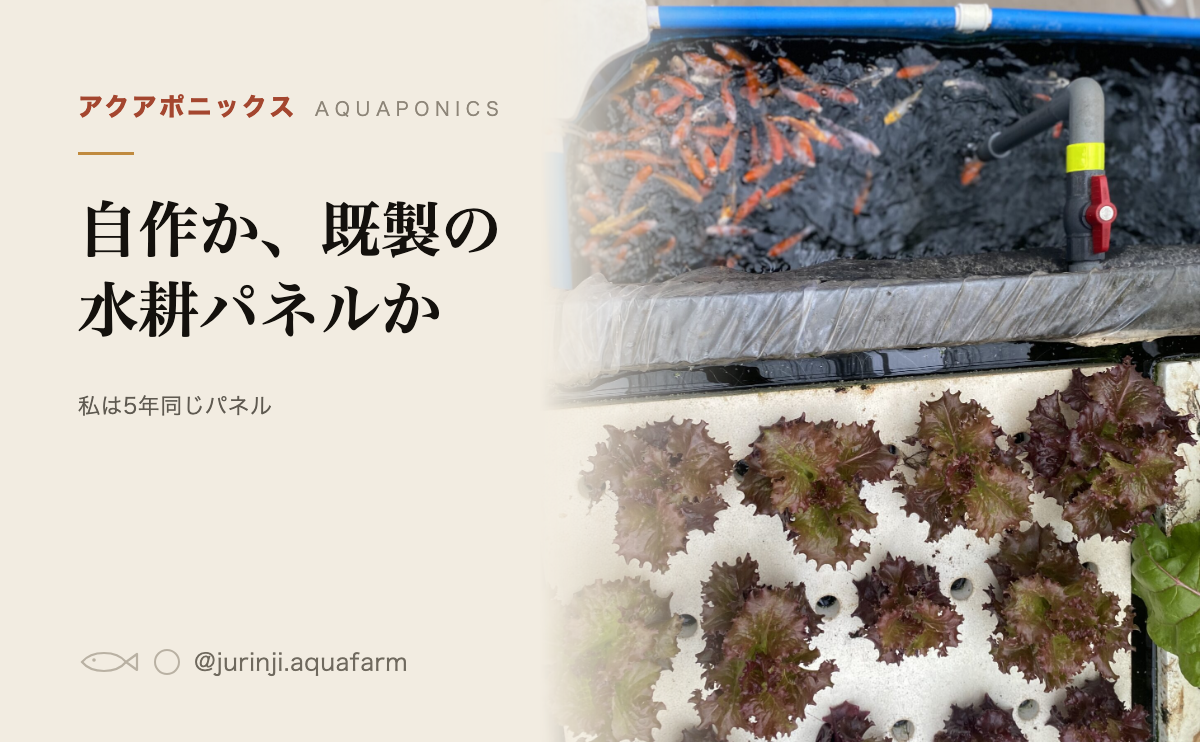 青いタンクの上の白いパネルで育つ赤いレタスを上から見たところ