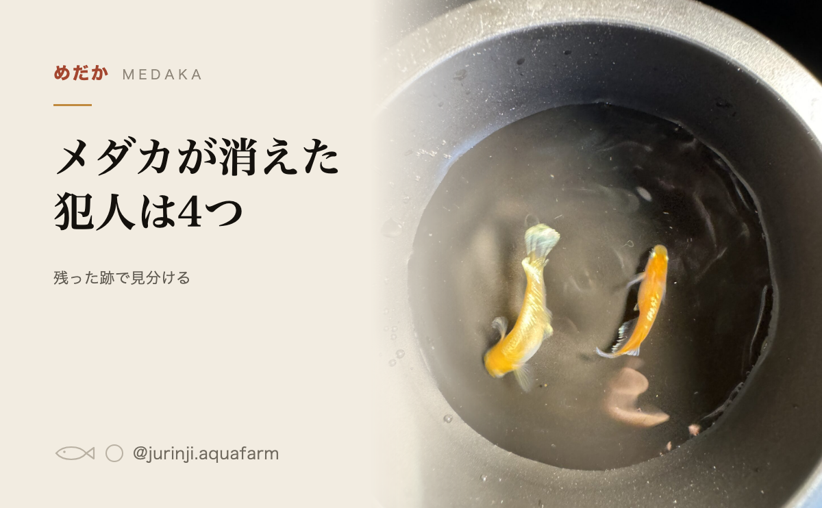 黒い容器を上から見たメダカ2匹
