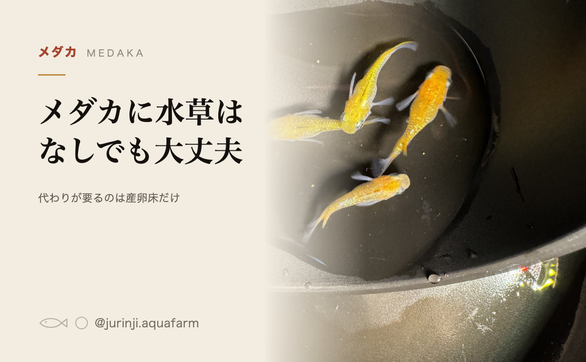 水草の入っていない黒い容器を上から見た、黄色いメダカ4匹