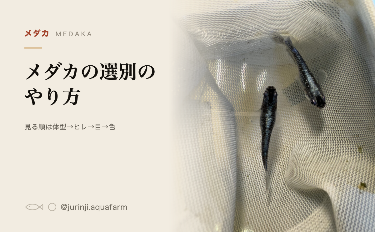 白い網の中の黒っぽいメダカ2匹を上から見たところ