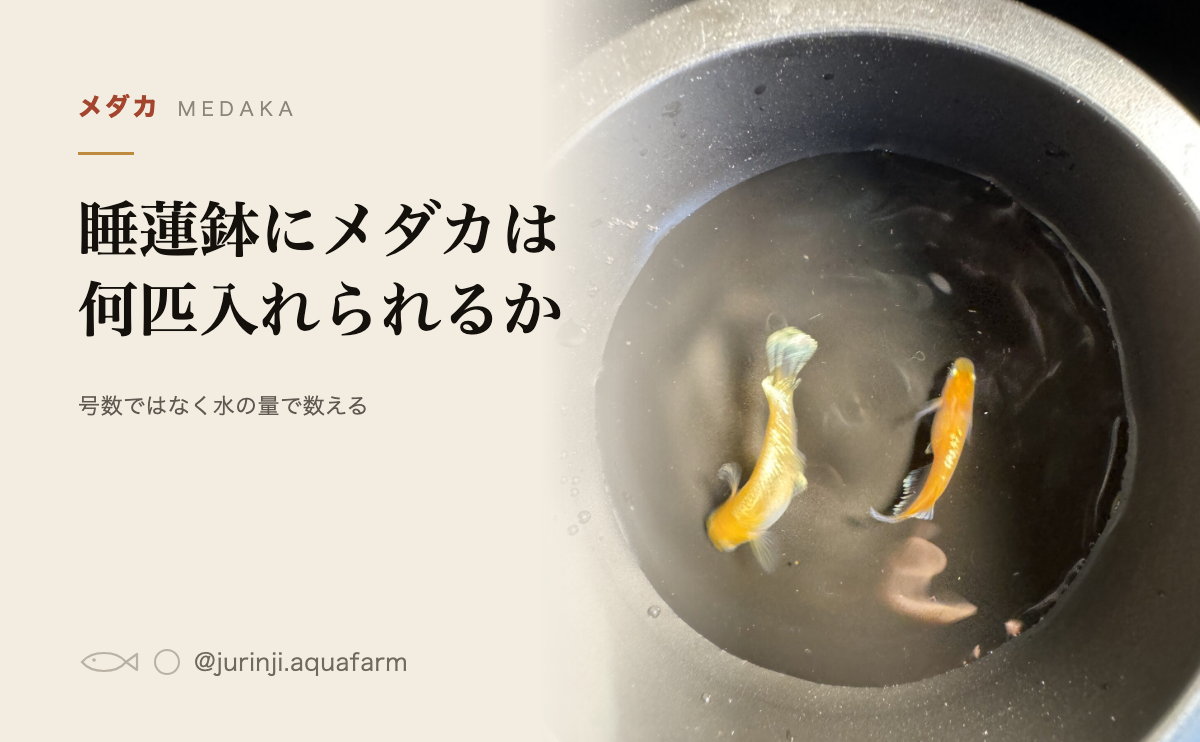 黒い容器を上から見たメダカ2匹