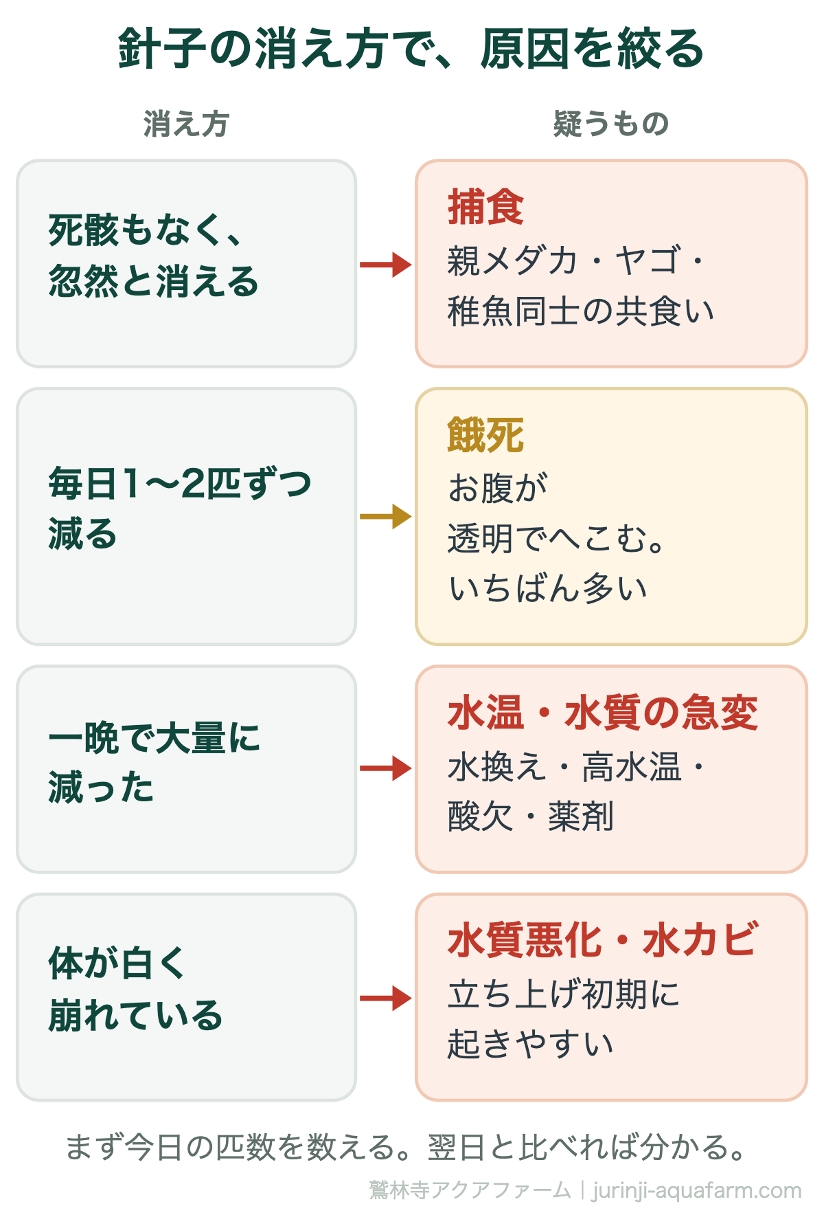 メダカの針子の消え方で原因を絞る図。死骸もなく忽然と消えるなら親メダカやヤゴや共食いによる捕食。毎日1〜2匹ずつ減りお腹が透明でへこんでいるなら餓死でいちばん多い。一晩で大量に減ったなら水温・水質の急変。体が白く崩れているなら水質悪化や水カビ
