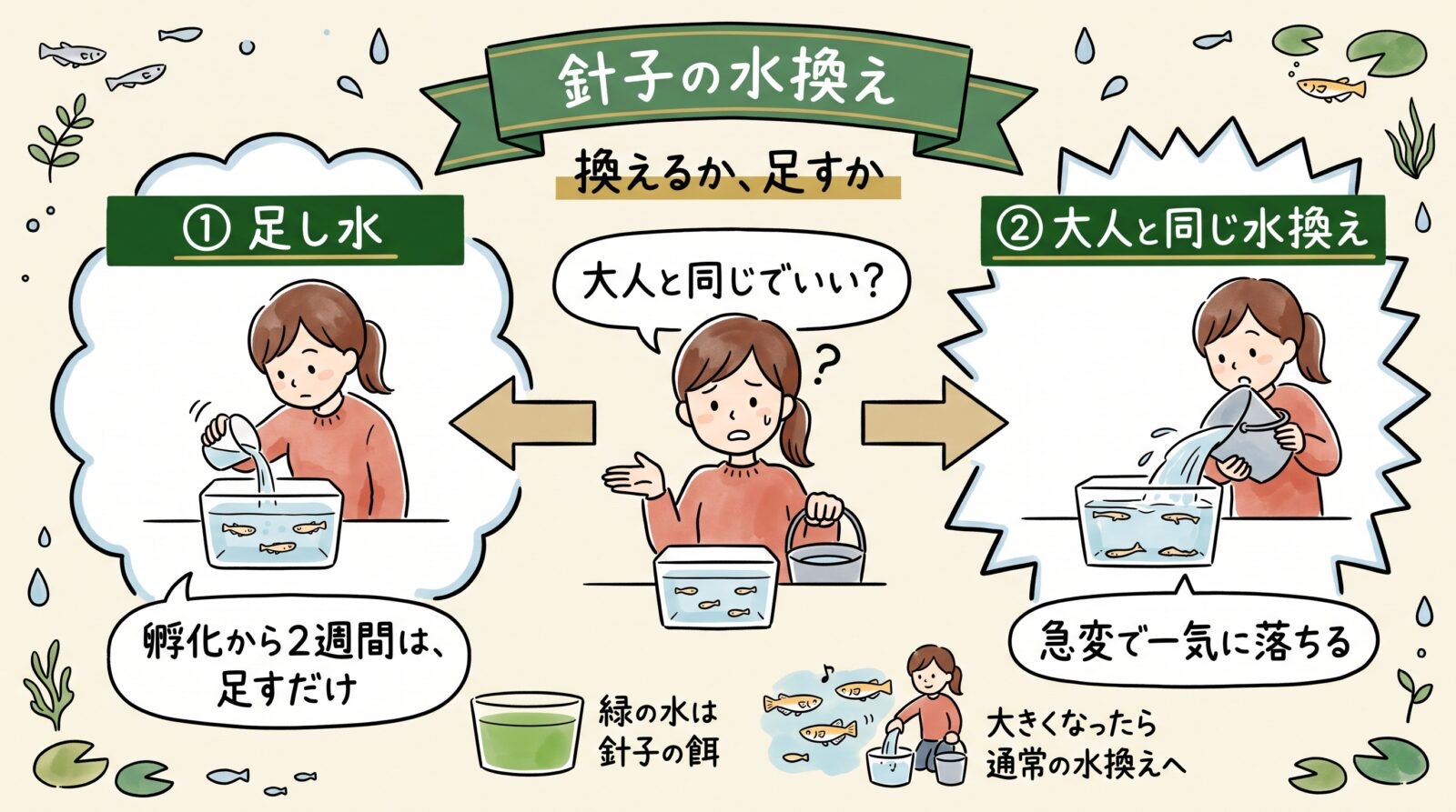 針子の水換えのグラレコ。孵化から2週間は減った分を静かに足すだけ。大人と同じ水換えは急変で一気に落ちる。グリーンウォーターは針子の餌。大きくなったら通常の水換えへ