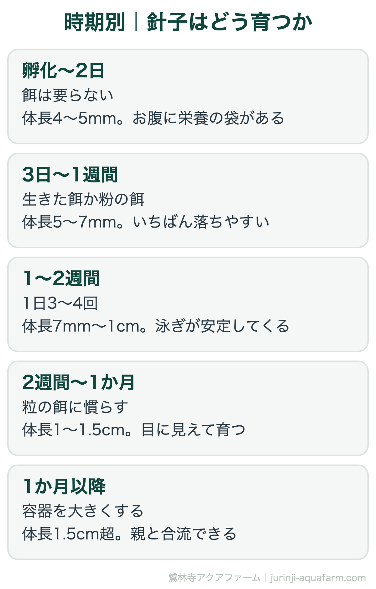 メダカの針子の育ち方。孵化直後4〜5mmから1か月で1.5cmまで