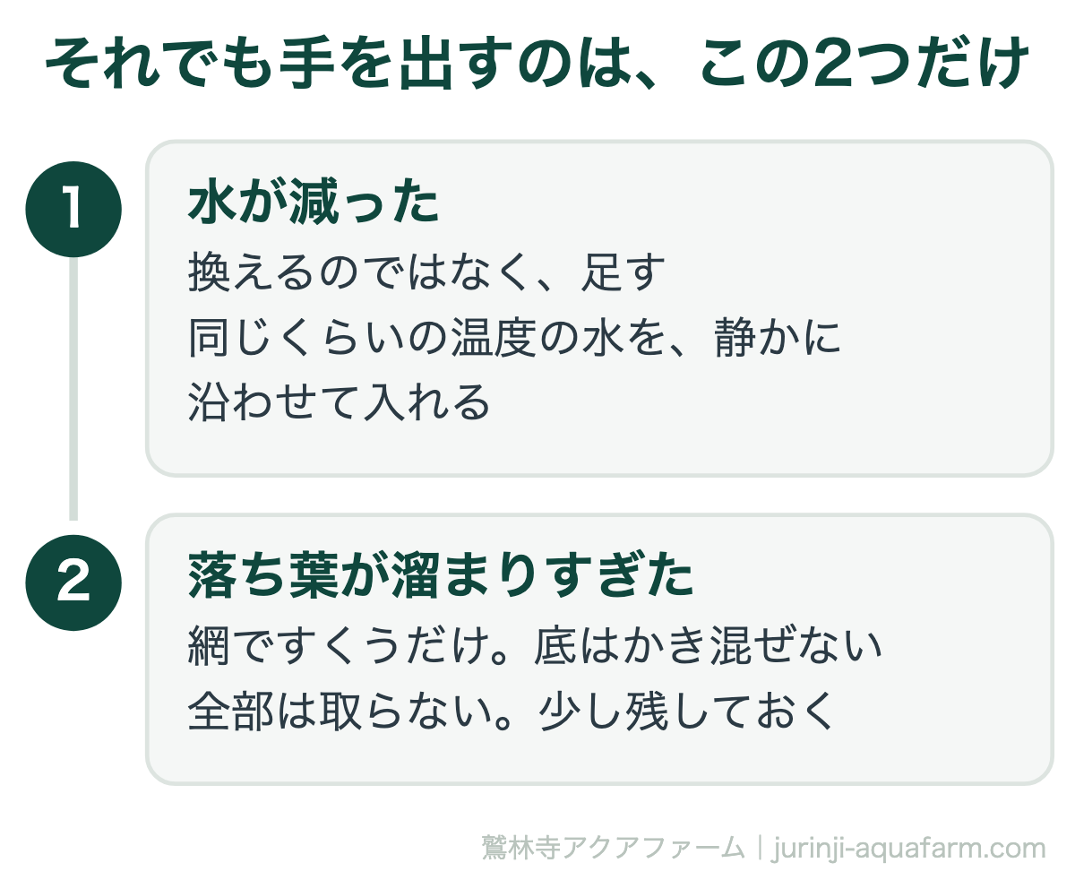 メダカの冬に手を出すのは2つだけ。水が減ったら足す、落ち葉が溜まったら取る