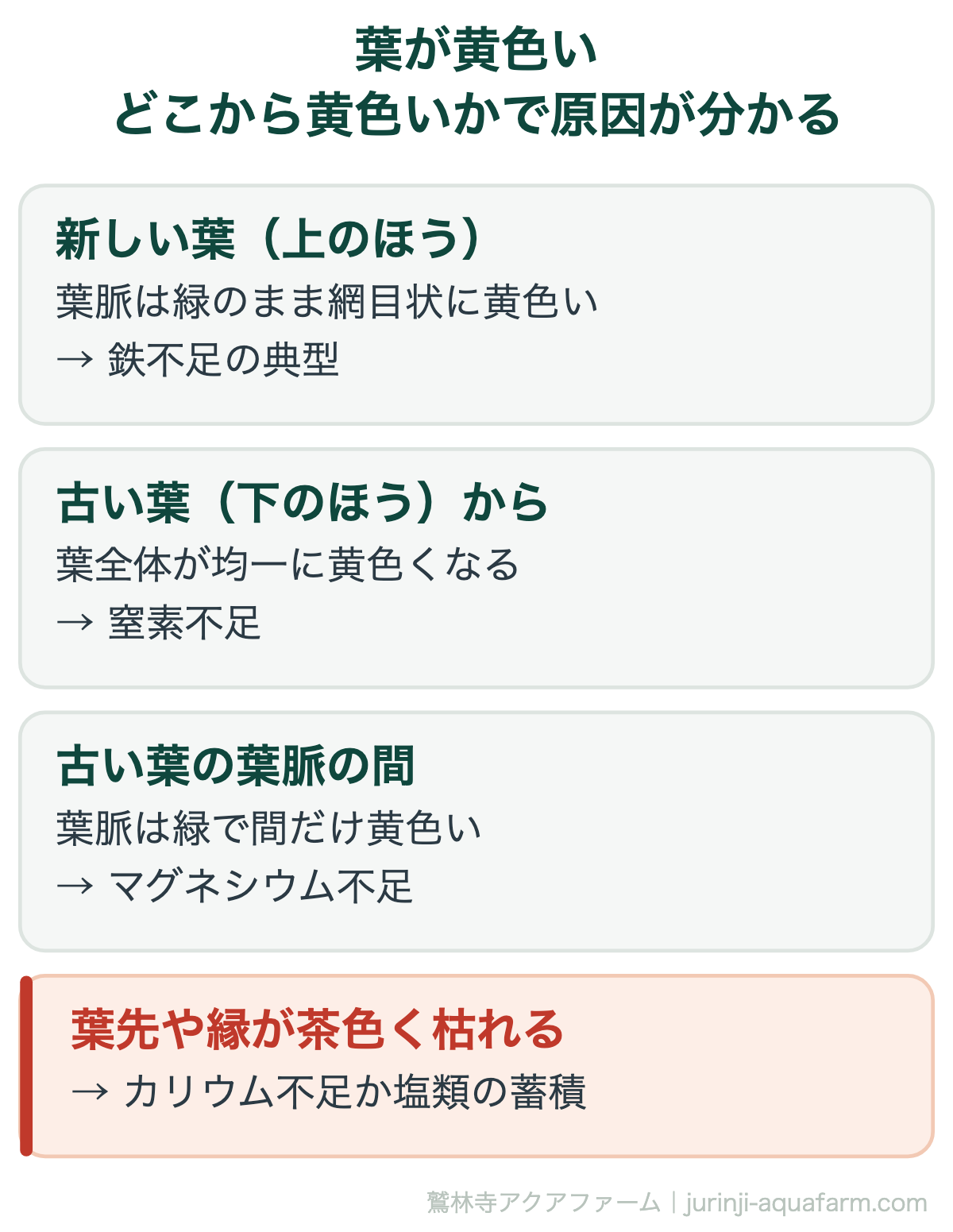 アクアポニックスで葉が黄色い原因は鉄不足｜葉が黄色い｜どこから黄色いかで原因が分かる。鉄は植物の中を移動しにくい養分です。だから不足すると「新しい葉」から症状が出ます。逆に窒素は移動できるので古い葉から黄色くなります