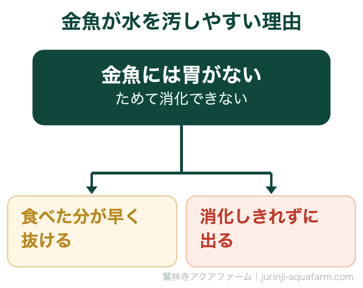 金魚が水を汚しやすい理由の因果図。金魚には胃がなくためて消化できないので、食べた分が早く抜け、消化しきれずに出ていく