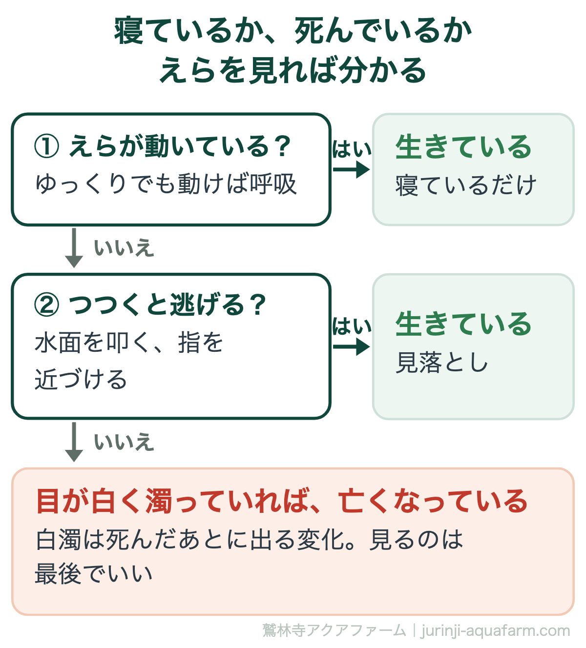 金魚が寝ているか死んでいるかの見分けの図。問い1えらがゆっくりでも動いていれば生きていて寝ているだけ。問い2つつくと逃げるなら生きている。どちらもなく目が白く濁っていれば亡くなっている。白濁は死んだあとに出る変化