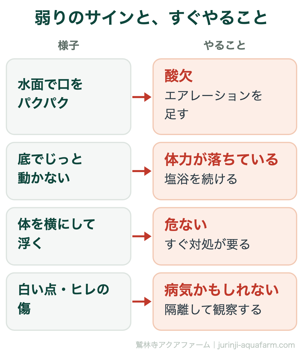 金魚すくいの金魚の弱りのサインとすぐやることの対応図。水面で口をパクパクさせるなら酸欠でエアレーションを足す。底でじっと動かないなら体力が落ちているので塩浴を続ける。体を横にして浮くなら危ないのですぐ対処する。白い点やヒレの傷があれば病気かもしれないので隔離して観察する
