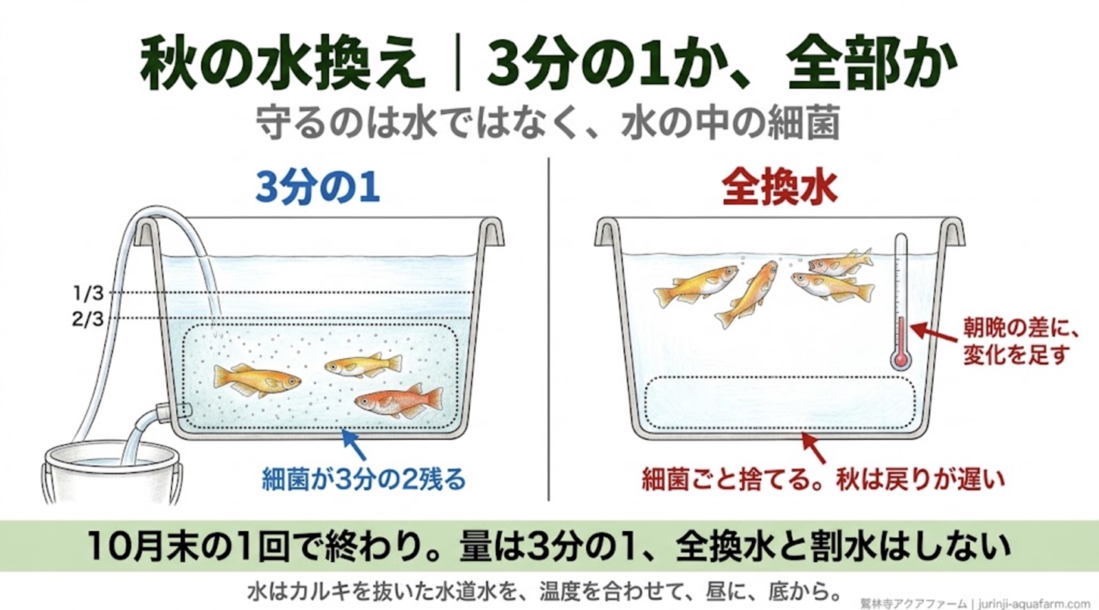 秋の水換えの断面図。3分の1なら細菌が3分の2残る。全換水は細菌ごと捨てて秋は戻りが遅く、朝晩の差に変化を足す
