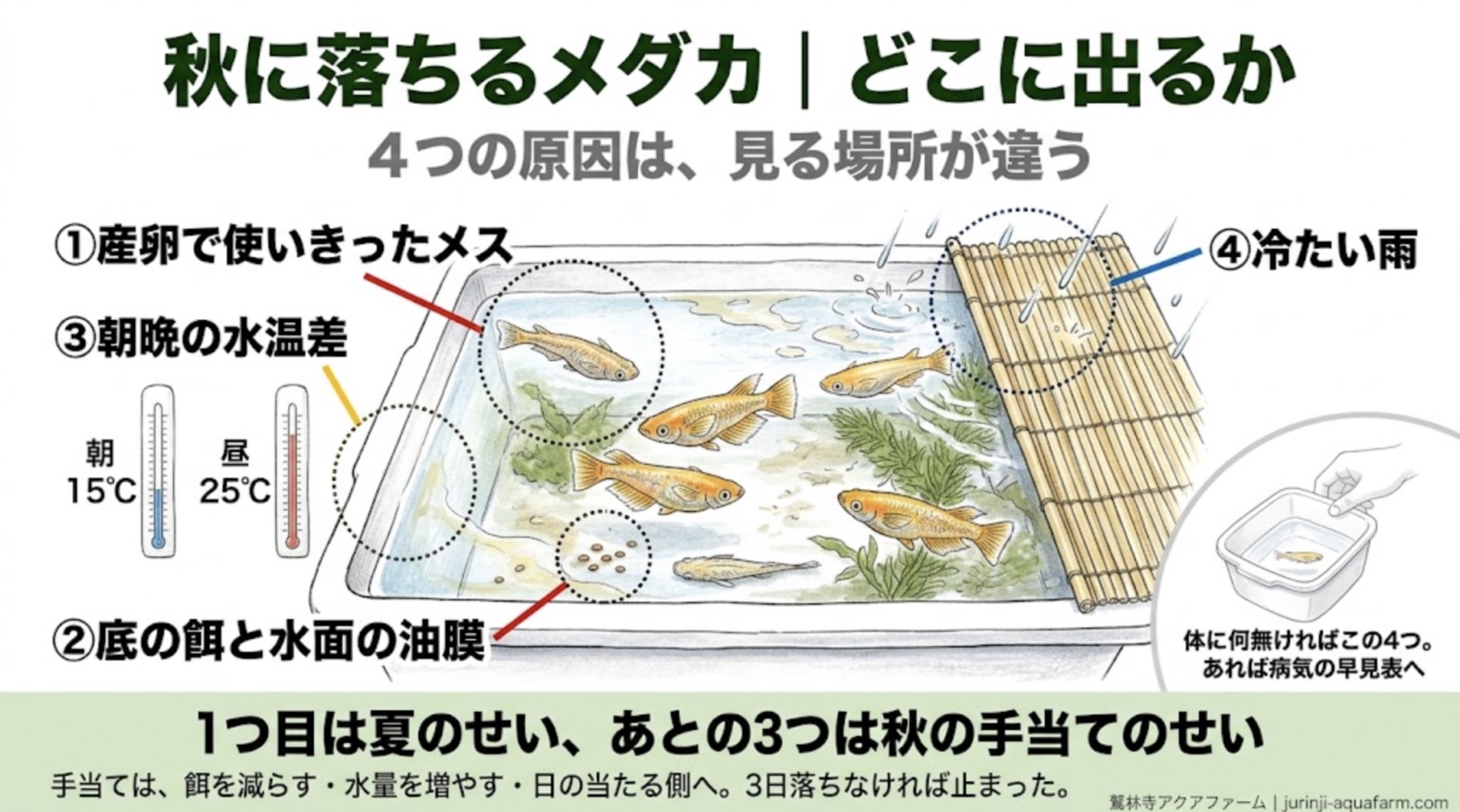 秋に落ちるメダカの原因4つが容器のどこに出るかの図。産卵で使いきったメス、底の餌と水面の油膜、朝晩の水温差(朝15℃・昼25℃)、冷たい雨とすだれ。体に何も無ければこの4つ、あれば病気の早見表へ