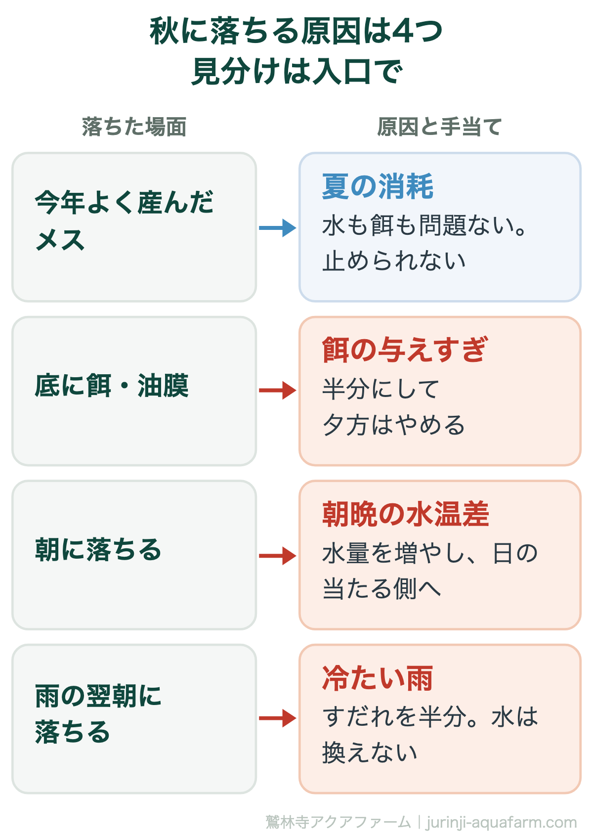 メダカが秋に死ぬ原因4つを落ちた場面で見分ける対応図。今年よく産んだメスが落ちるなら夏の消耗で水も餌も問題なく止められない。底に餌が残り油膜が張るなら餌の与えすぎで半分にして夕方はやめる。朝に落ちるなら朝晩の水温差で水量を増やし日の当たる側へ。雨の翌朝に落ちるなら冷たい雨ですだれを半分かけ水は換えない