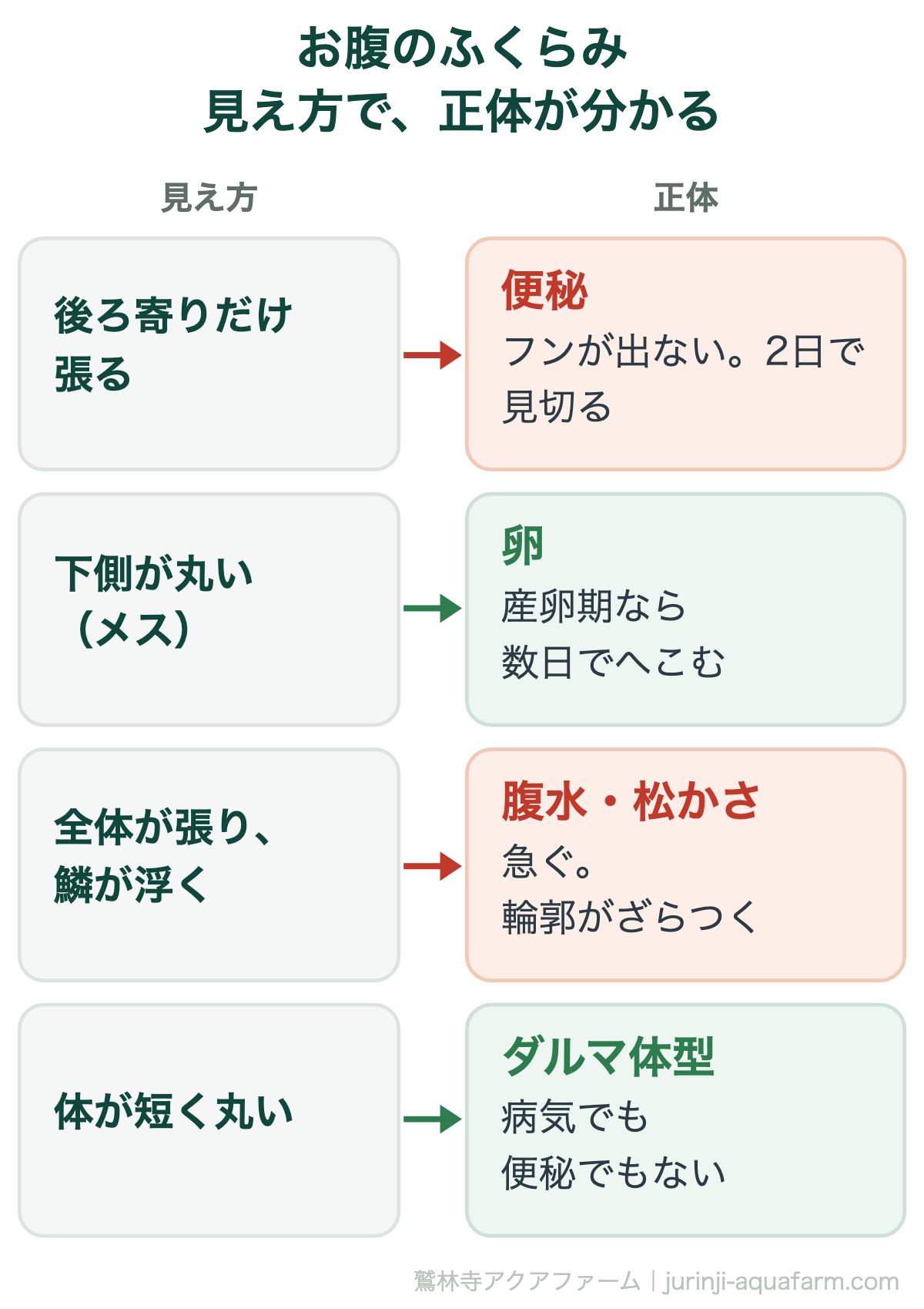 メダカのお腹のふくらみを見え方で見分ける対応図。後ろ寄りだけ張りフンが出ないなら便秘で2日で見切る。メスで下側が丸いなら卵で産卵期なら数日でへこむ。全体が張り鱗が浮くなら腹水や松かさ病で急ぐ。体が短く丸いならダルマ体型で病気ではない