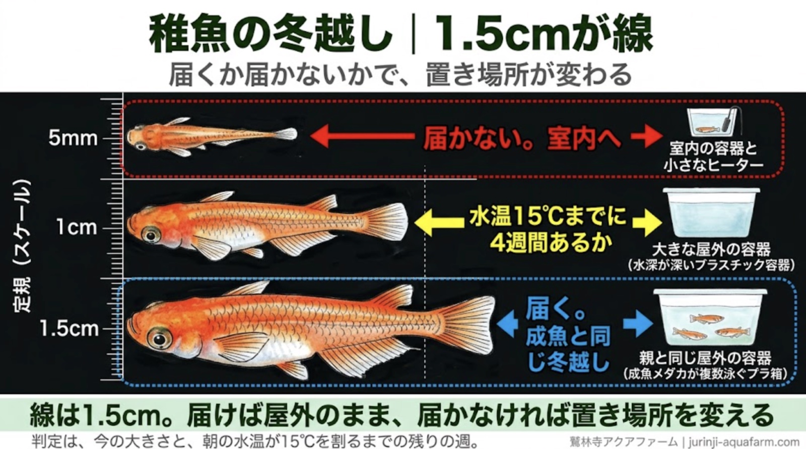 メダカの稚魚を上から見た比較図。5mmは届かないので室内へ、1cmは水温15℃までに4週間あるか、1.5cmは届くので成魚と同じ冬越し。定規で長さが読める