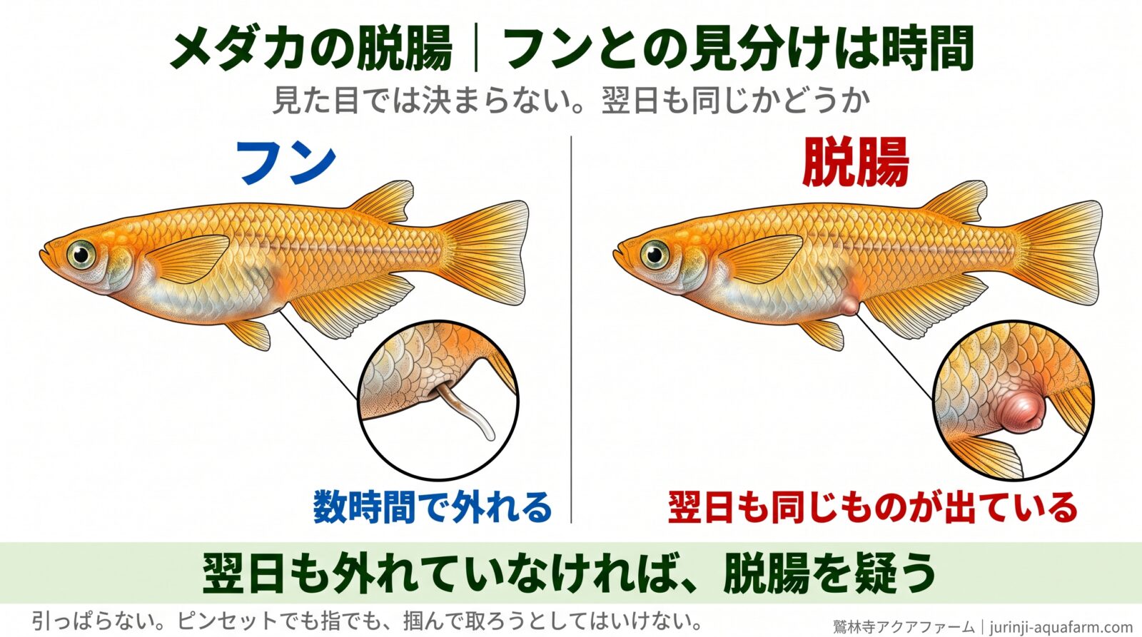 メダカのフンと脱腸を横から見て比べた図。フンは肛門から細く伸びているだけで数時間で外れる。脱腸は肛門のあたりが盛り上がって突き出し、赤みがあり、翌日も同じものが出ている