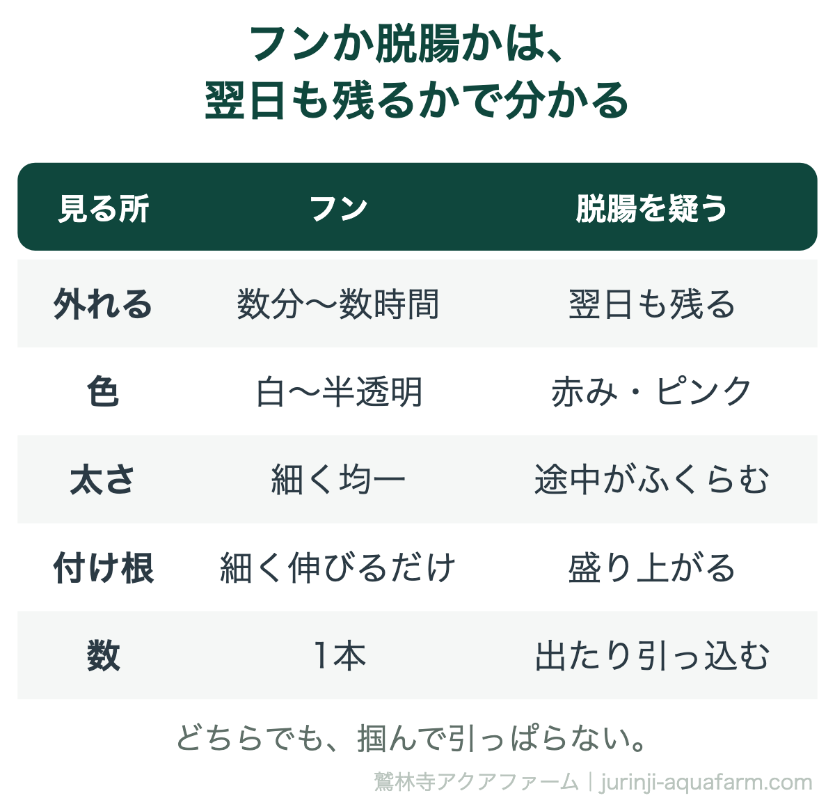メダカのフンと脱腸の見分けの表。フンは数分から数時間で外れ、白から半透明で細く均一、肛門から細く伸びるだけで1本。脱腸は翌日も残り、赤みやピンクで途中がふくらみ、付け根が盛り上がり出たり引っ込んだりする。どちらでも引っぱらない