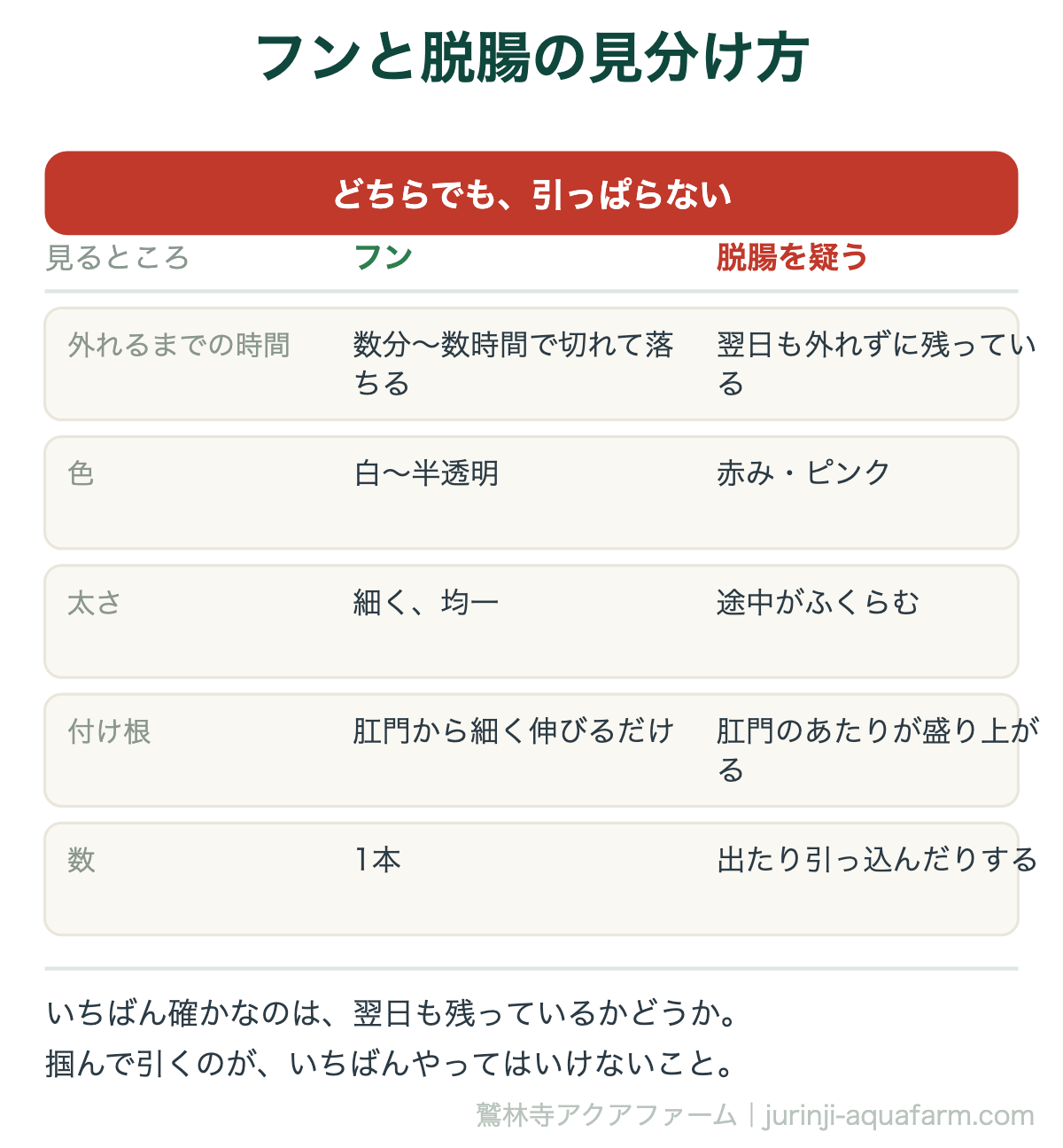 メダカのフンと脱腸の見分け方の図。外れるまでの時間、色、太さ、付け根、数の5点で比べる。フンは数分から数時間で外れ白から半透明で細く均一。脱腸は翌日も外れず赤みがあり肛門のあたりが盛り上がる。どちらでも引っぱらない