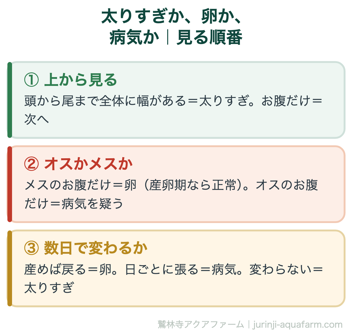 メダカの太りすぎと卵と病気を見分ける順番の図。1上から見て頭から尾まで全体に幅があれば太りすぎでお腹だけなら次へ。2メスのお腹だけなら卵で産卵期なら正常、オスのお腹だけなら病気を疑う。3産めば戻るなら卵、日ごとに張るなら病気、変わらないなら太りすぎ
