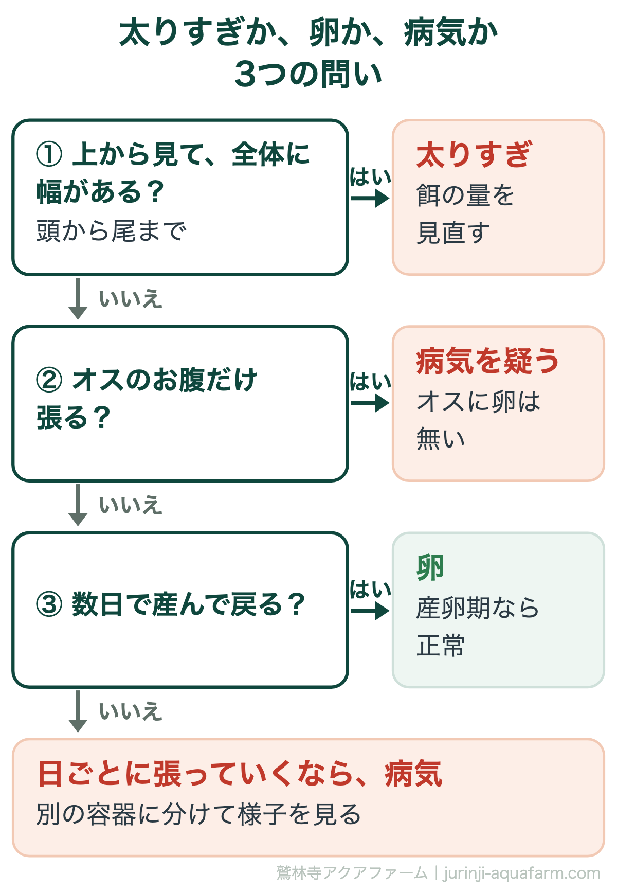 メダカが太りすぎか卵か病気かを見分ける判定図。問い1上から見て頭から尾まで全体に幅があれば太りすぎで餌を見直す。問い2オスのお腹だけ張るなら病気を疑う。問い3数日で産んで戻るなら卵で産卵期なら正常。日ごとに張っていくなら病気