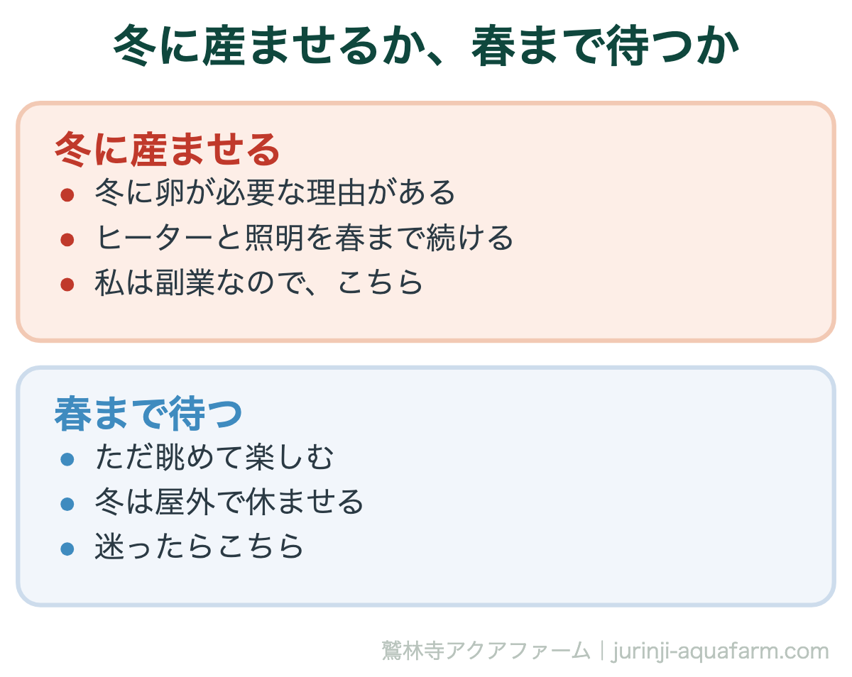 メダカを冬に産ませるか春まで待つかの比較図。冬に産ませるのは冬に卵が必要な理由がある人で、ヒーターと照明を春まで続ける。春まで待つのはただ眺めて楽しむ人で、冬は屋外で休ませる。迷ったら待つ