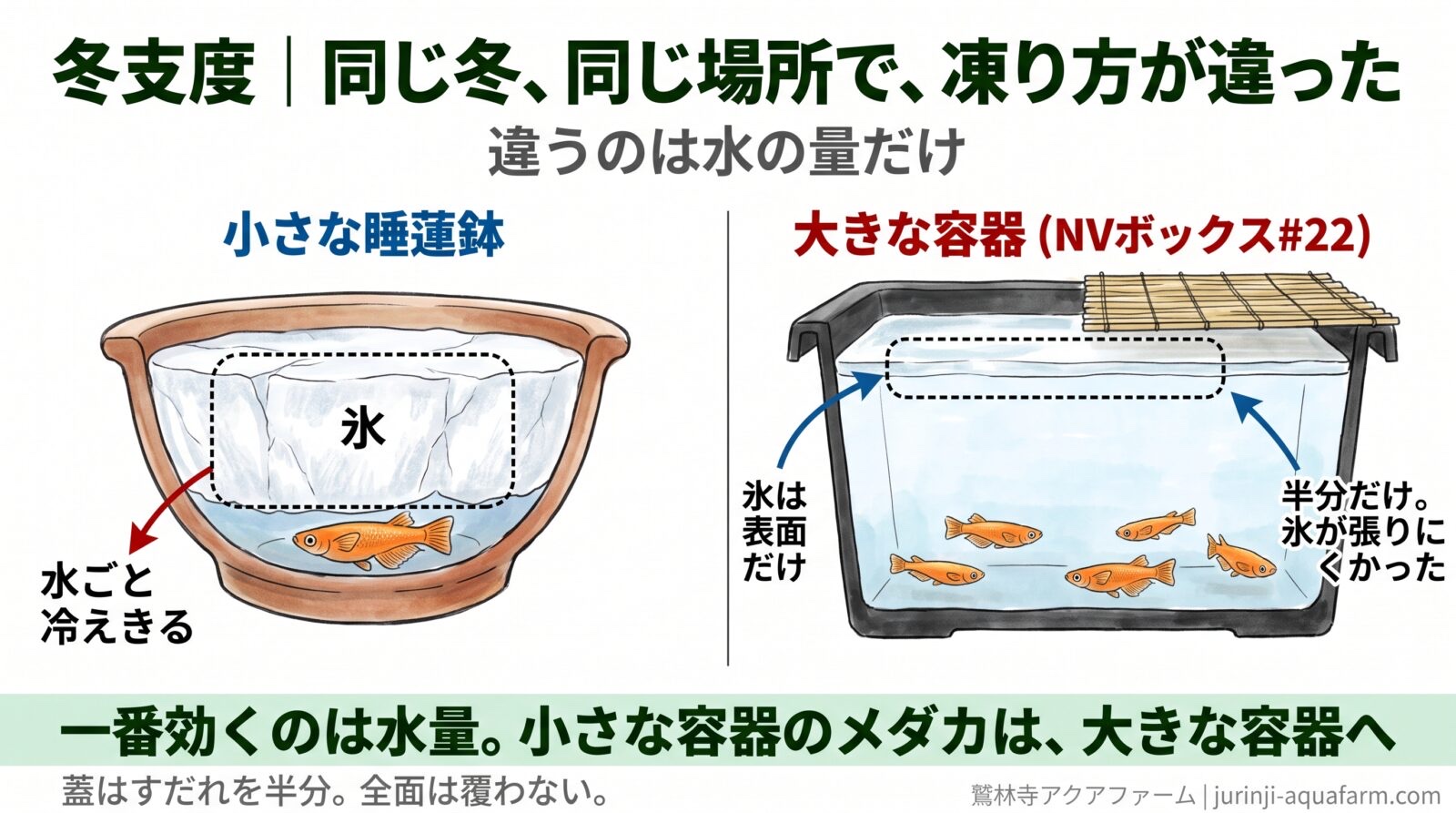 冬の凍り方の断面図。小さな睡蓮鉢は水ごと冷えきって厚い氷の層になり、大きな容器は氷が表面だけで済む