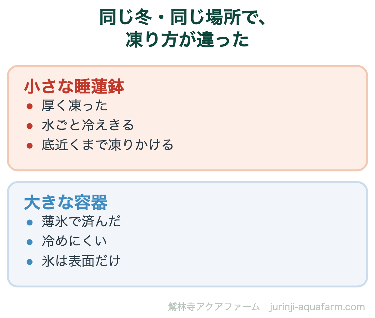 私の設備で、同じ冬に同じ場所で凍り方が違った比較図。小さな睡蓮鉢は厚く凍り、大きな容器は薄氷で済んだ。違うのは水の量だけ