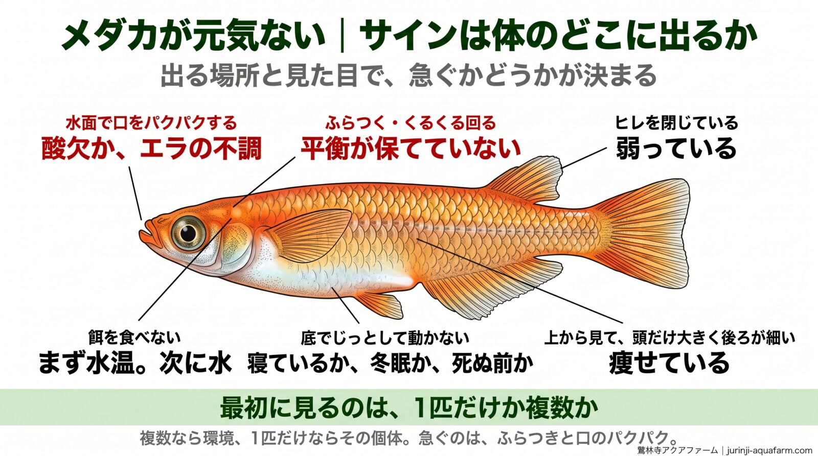 メダカが元気ないときのサイン6つを1匹の体に示した図。水面で口をパクパクするなら酸欠かエラの不調、ふらつくなら平衡が保てていない、ヒレを閉じているなら弱っている、底でじっとしているなら寝ているか冬眠か死ぬ前か、餌を食べないならまず水温、上から見て頭だけ大きく後ろが細いなら痩せている