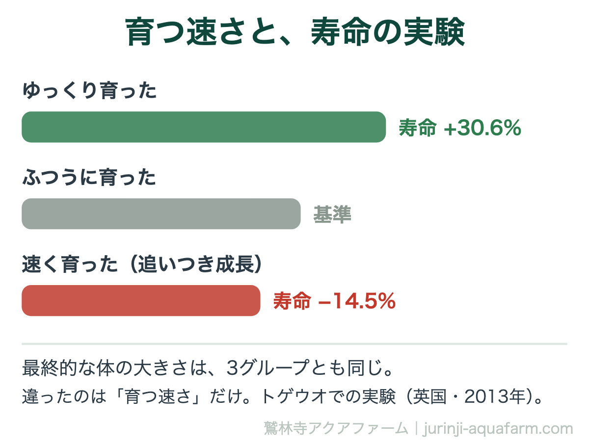 育つ速さと寿命の実験の図解。ゆっくり育った魚は寿命が30.6%延び、追いつき成長で速く育った魚は寿命が14.5%縮んだ。最終的な体の大きさは3グループとも同じで、違ったのは育つ速さだけ。トゲウオでの英国の実験（2013年）