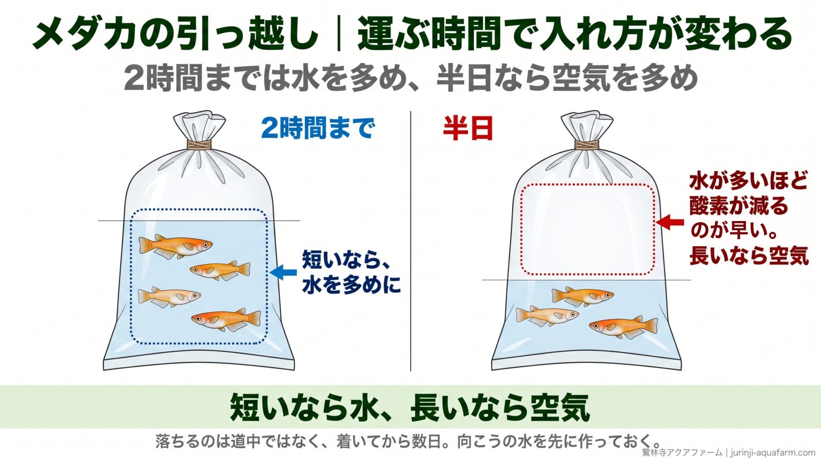 メダカを運ぶ袋を時間で比べた図。2時間までなら水を多めにする。半日なら水を3分の1にして空気を増やす。水が多いほど酸素が減るのが早い