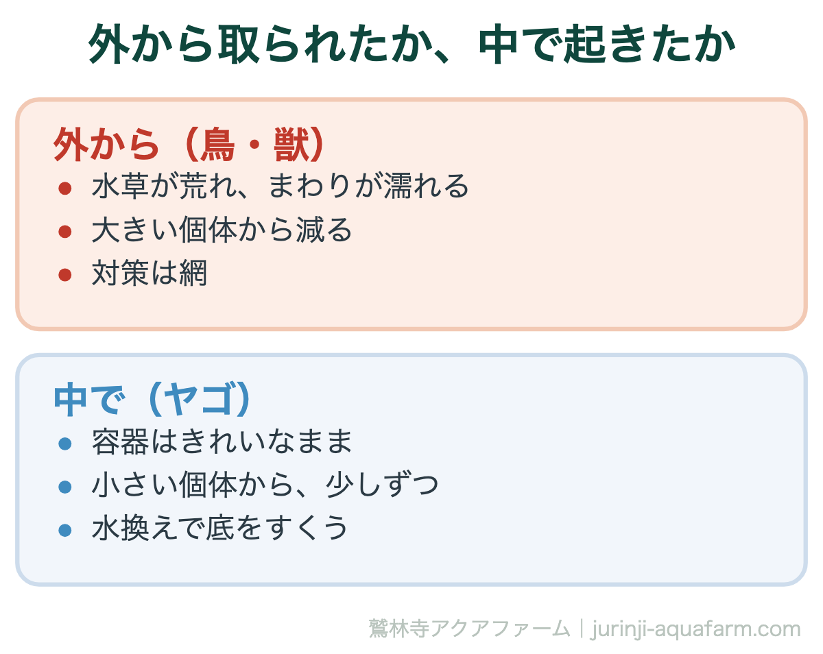 メダカが減ったとき、外から取られたか中で起きたかの比較図。外から取るのは鳥や獣で、水草が荒れてまわりが濡れ、大きい個体から減り、対策は網。中で起きるのはヤゴで、容器はきれいなまま小さい個体から少しずつ減り、水換えで底をすくって探す