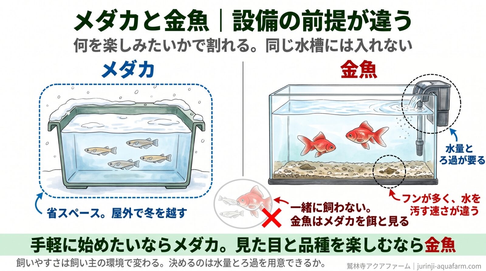 メダカと金魚の設備の比較図。メダカは小さな屋外容器でろ過なし、雪の下でそのまま冬を越す。金魚は大きな水槽にろ過装置が要り、フンが多く水を汚す速さが違う。同じ水槽にメダカと金魚を入れる絵に×。金魚はメダカを餌と見る