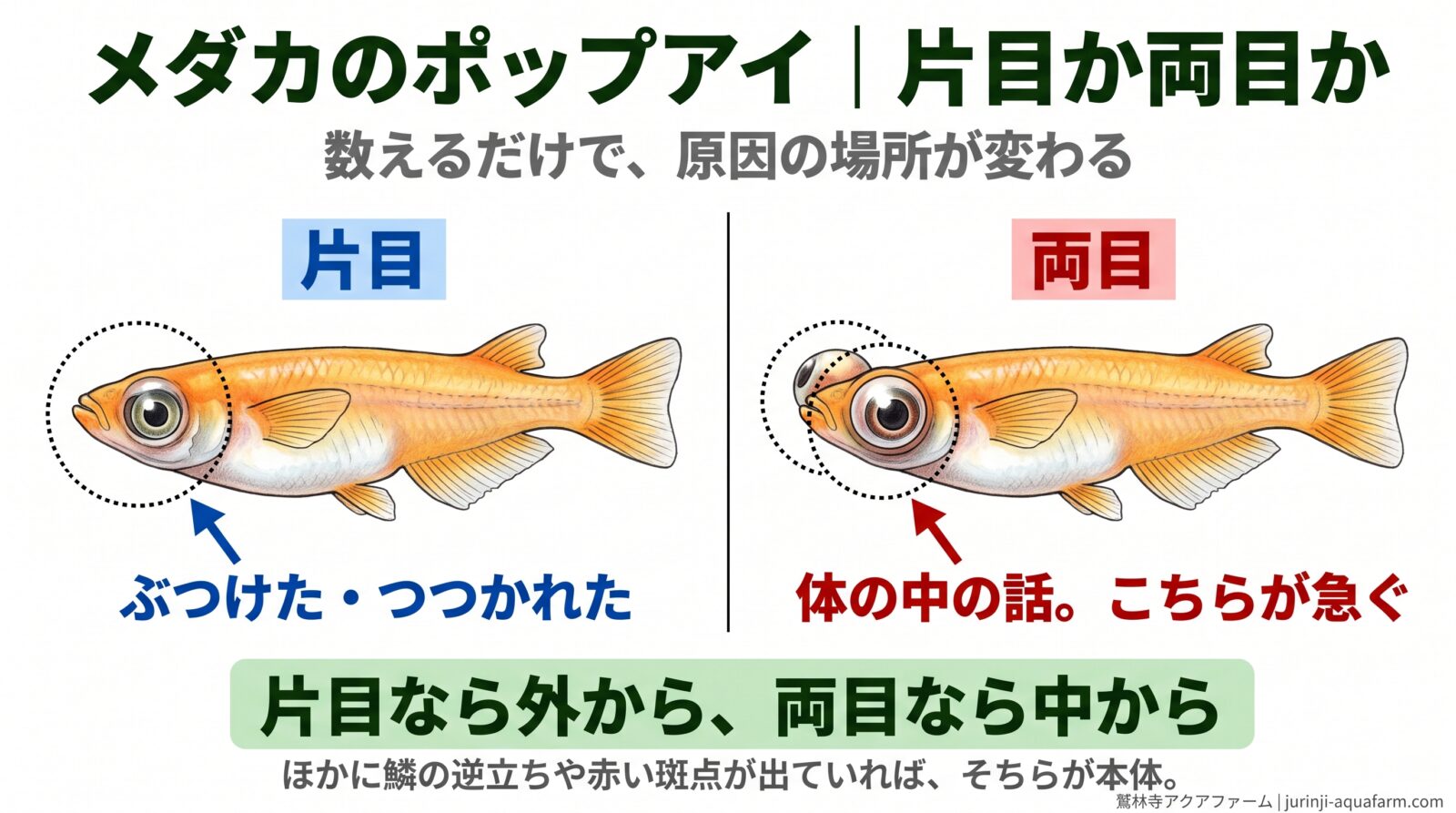 メダカのポップアイを片目と両目で比べた図。片目だけ飛び出しているなら、ぶつけた・つつかれたなど外から。両目とも飛び出しているなら体の中の話で、こちらが急ぐ